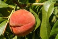 Ripe fresh peaches growing in peach tree with green leaves. Royalty Free Stock Photo