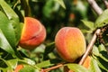 Ripe fresh peaches growing in peach tree with green leaves. Royalty Free Stock Photo