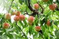 Ripe fresh peaches on the peach tree are full of branches. Royalty Free Stock Photo