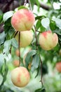 Ripe fresh peaches on the peach tree are full of branches.