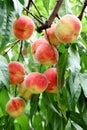 Ripe fresh peaches on the peach tree are full of branches. Royalty Free Stock Photo