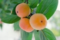 Ripe fresh persimmon on the tree.