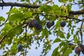 Ripe and fresh plum fruits on a tree stick. Royalty Free Stock Photo
