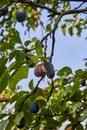 Ripe and fresh plum fruits on a tree stick. Royalty Free Stock Photo