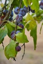 Ripe and fresh plum fruits on a tree stick. Royalty Free Stock Photo