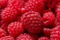 Ripe fresh raspberry berries close-up Royalty Free Stock Photo