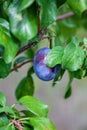 Ripe, fresh and raw plum in the tree Royalty Free Stock Photo