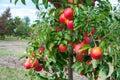 Ripe fresh red apples grow on the branches. Apple garden Royalty Free Stock Photo