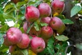 Ripe fresh red apples grow on the branches. Apple garden Royalty Free Stock Photo