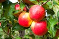 Ripe fresh red apples grow on the branches. Apple garden