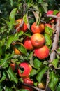 Ripe fresh red apples grow on the branches. Apple garden Royalty Free Stock Photo