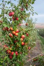 Ripe fresh red apples grow on the branches. Apple garden