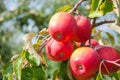 Ripe fresh red apples grow on the branches. Apple garden