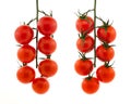 Ripe fresh red cherry tomatoes on branch on a white isolated background. Full depth of field Royalty Free Stock Photo