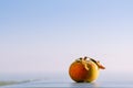 Ripe fresh red-green apple with dry leaves on blue board and summer sunset sea background. Mediterranean summer concept. Royalty Free Stock Photo