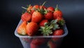 Ripe fresh strawberries in a plastic container on a black background with natural side light Royalty Free Stock Photo