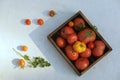 Ripe fresh tomatoes of different varieties in wooden tray on white. Royalty Free Stock Photo