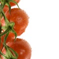 Ripe fresh tomatos Royalty Free Stock Photo