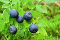 Ripe, fresh wild blueberries in a moss