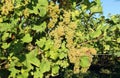 Ripe Friulano grapes, also called Sauvignonasse or Sauvignon Vert, on vine