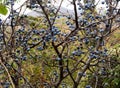 Ripe fruit of blackthorn Royalty Free Stock Photo