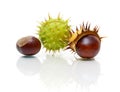 ripe fruit chestnut closeup on a white background with reflection Royalty Free Stock Photo