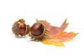 Ripe fruit chestnut and maple leaf on a white background