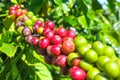 Ripe fruit on the coffee plantations