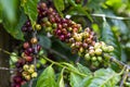 Ripe fruit on the coffee viet nam