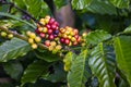 Ripe fruit on the coffee viet nam