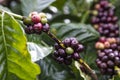 Ripe fruit on the coffee viet nam