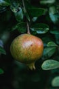 Ripe fruit of colorful pomegranate on tree branch Royalty Free Stock Photo