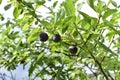 Ripe fruit of a domestic plum on the branches of a tree