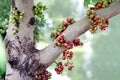 Ripe fruit of Fig fruit forest, Ficus Racemosa, Fig on tree nature, Fig red and green thai asia fruits forest Royalty Free Stock Photo