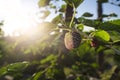 Ripe fruit and foliage of Black Mulberry or Morus nigra Royalty Free Stock Photo