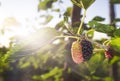 Ripe fruit and foliage of Black Mulberry or Morus nigra Royalty Free Stock Photo