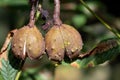 Ripe fruit of the Horse Chestnut tree