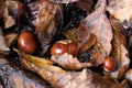 Ripe fruit of the Horse Chestnut tree called conkers on the ground