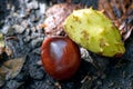 Ripe fruit of the Horse Chestnut tree called a conker on the ground