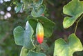 Ripe fruit of Ivy gourd, Coccinia grandis plant