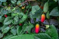 Food, Gourd Family, Vegetable, Asia, Thailand Royalty Free Stock Photo