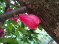 A Ripe Fruit of the Malay Rose Apple or Plumrose Tree (Syzygium Malaccense)