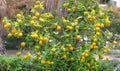 Ripe fruit on the orange tree in the square of the city of Holon in Israel