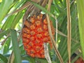 Ripe fruit of Pandanus odoratissimus on Kohamajima island, Okinawa, Japan