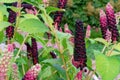 Ripe fruit of Phytolacca Americana or Pokeweed is a medicinal plant with anti-asthma, antifungal, expectorant, antibacterial