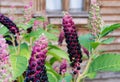 Ripe fruit of Phytolacca Americana or Pokeweed is a medicinal plant with anti-asthma, antifungal, expectorant, antibacterial