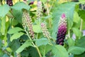 Ripe fruit of Phytolacca Americana or Pokeweed is a medicinal plant with anti-asthma, antifungal, expectorant, antibacterial