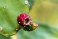 Ripe fruit of Prickly pear cactus or Opuntia Ficus-Indica Royalty Free Stock Photo