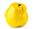 Ripe fruit quince closeup on a white. Isolated. Royalty Free Stock Photo