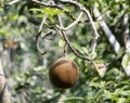 A ripe fruit is seen hanging from a Provision Tree, Pachira aquatica, in a dense forest in Mexico Royalty Free Stock Photo